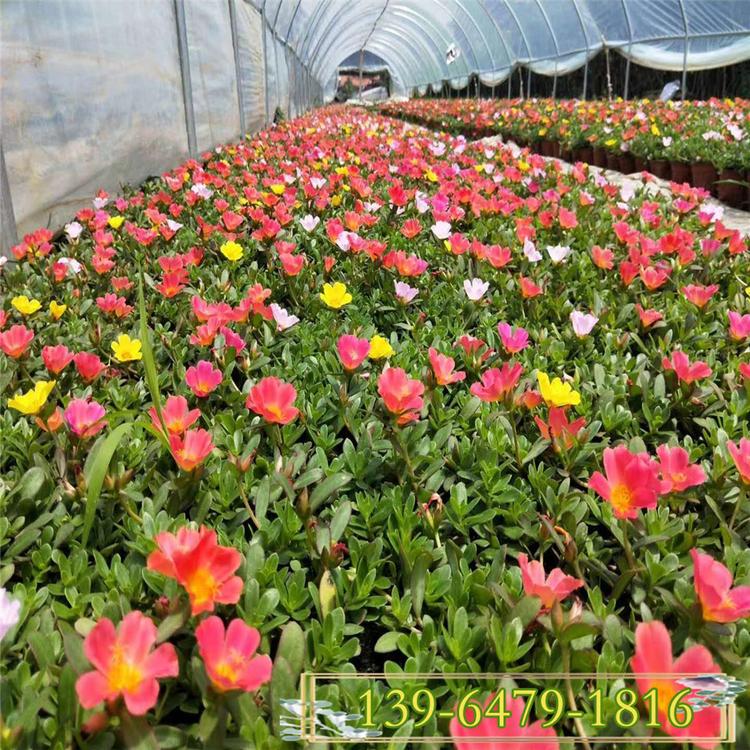 厂家批发植物大花马齿苋小苗 容器半枝莲小苗 太阳花园林植物