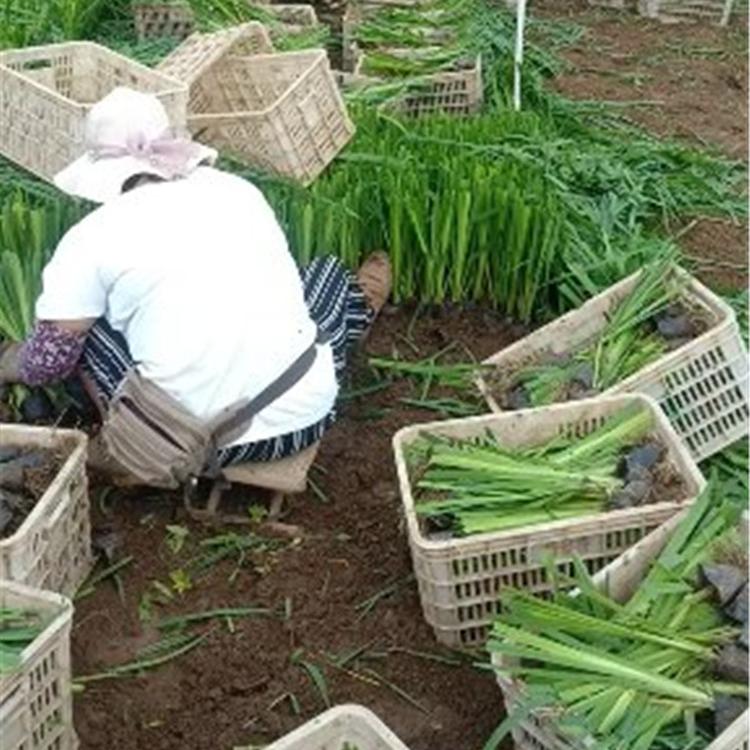 黄菖蒲批发 黄菖蒲种植基地 黄菖蒲价格 青州黄菖蒲