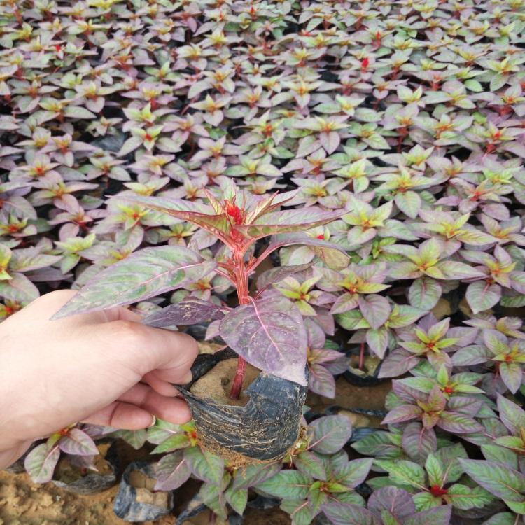 一支笔花期 一支笔小苗 一支笔批发出售