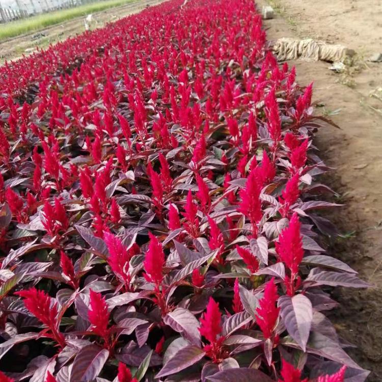 世纪红一支笔鸡冠花价格 红叶绿叶一支笔种植基地 草花批发