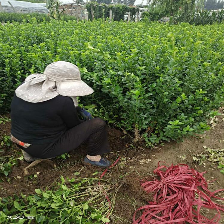 卫矛批发价格 青州卫矛基地