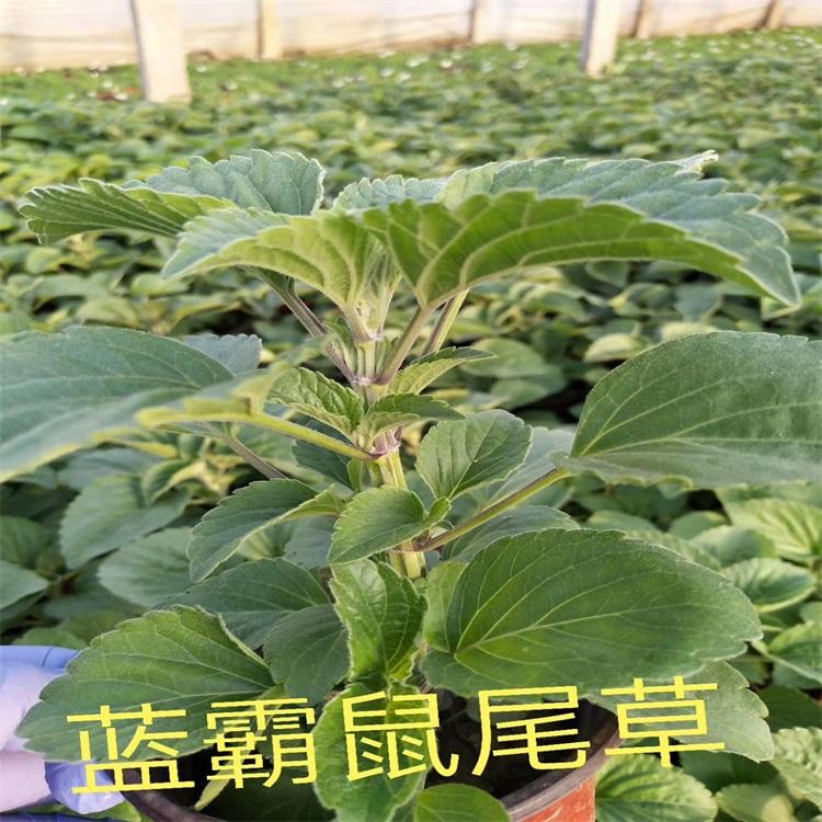 山东墨西哥鼠尾草盆栽 墨西哥鼠尾草 鼠尾草花海