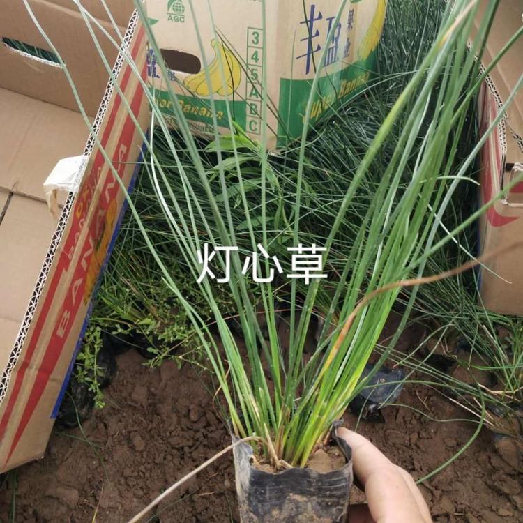 灯心草 灯心草供应 山东灯心草批售 江瑞灯心草价格