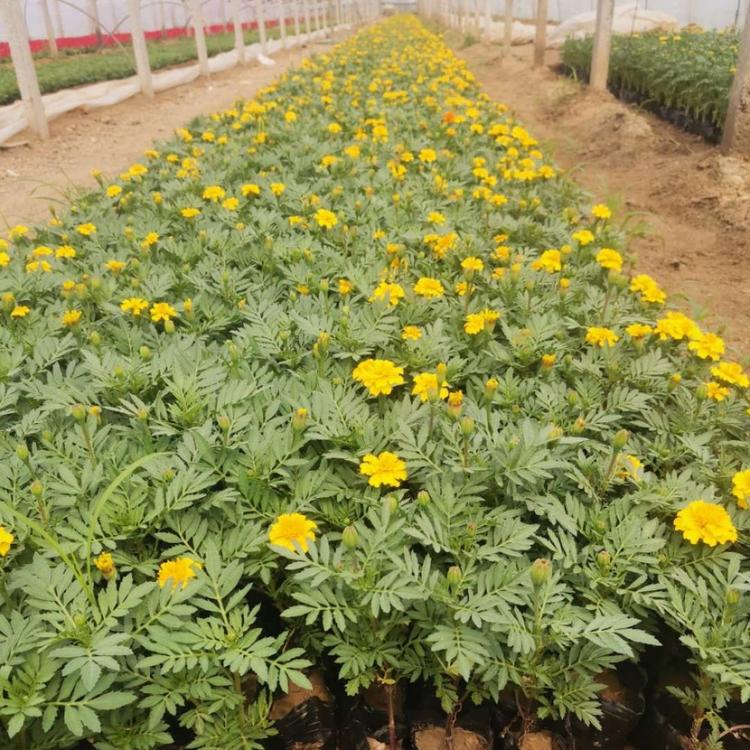 孔雀草 青州孔雀草批发 山东时令草花基地 江瑞园艺直供