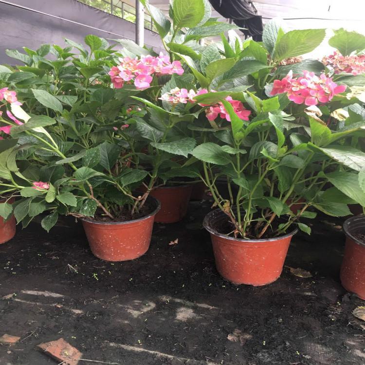 绣球花苗 绣球苗价格