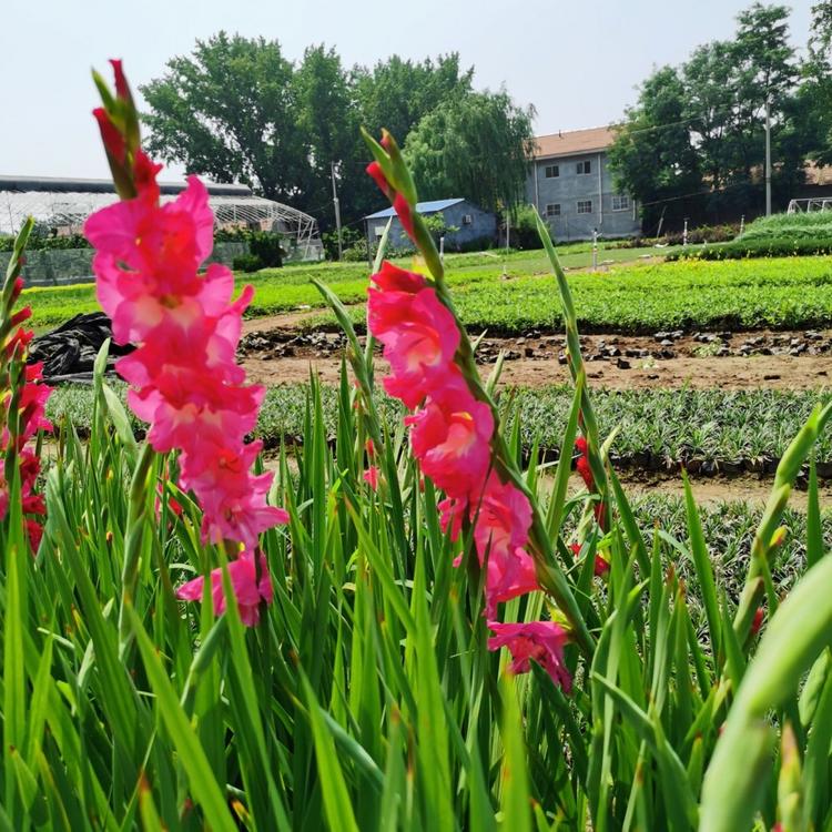 唐菖蒲价格唐菖蒲花苗基地唐菖蒲批发直销