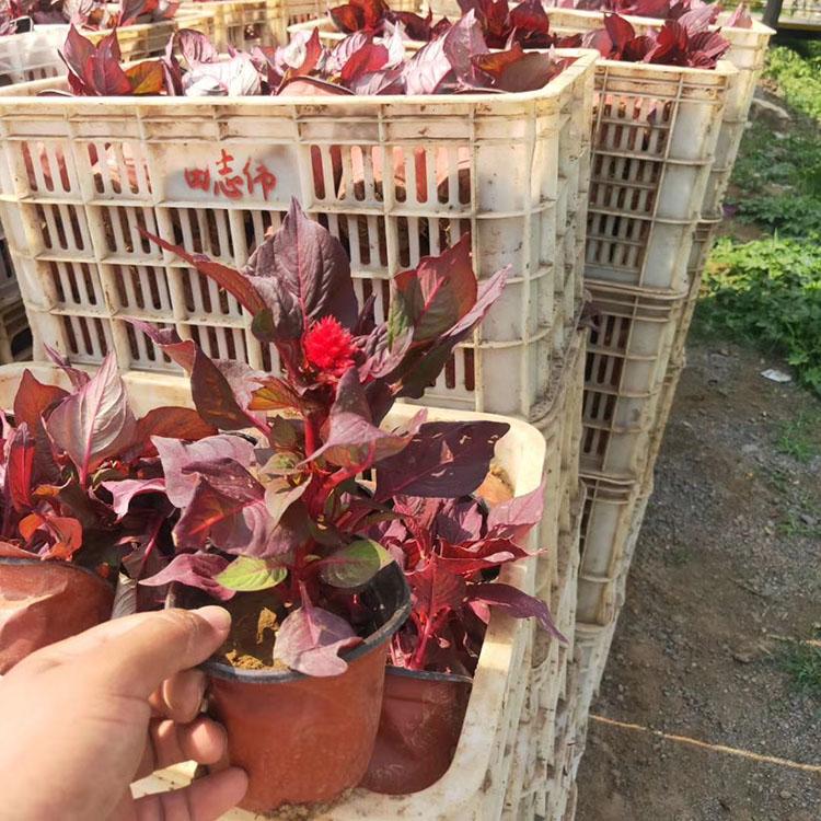 映雪花卉种植 量大优惠 鸡冠花保质保量