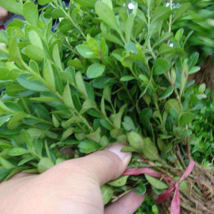 工程用瓜子黄杨 山东工程用瓜子黄杨 工程用瓜子黄杨出售