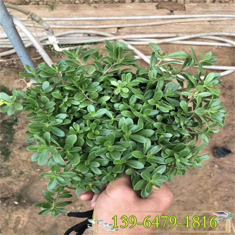 黄楼镇太阳花价格 河北石家庄绿化工程草花直销 马榨菜花