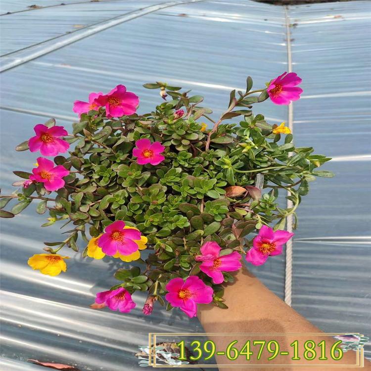 马齿笕带土容器苗 品质高的太阳花 价格品种多质量优
