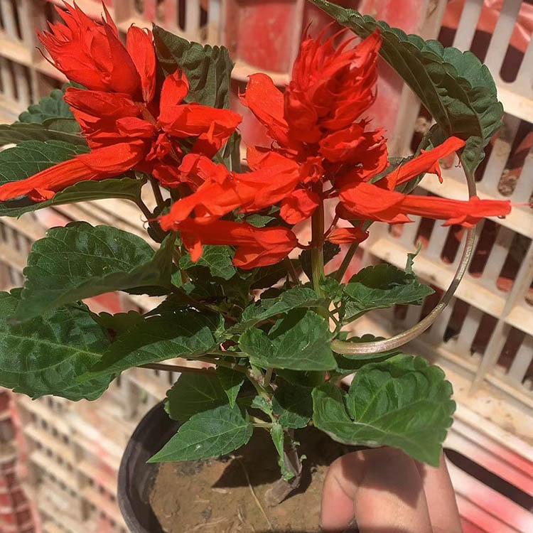 青州一串红种植商 一串红基地