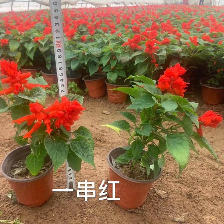 观花一串红 一串红基地出售