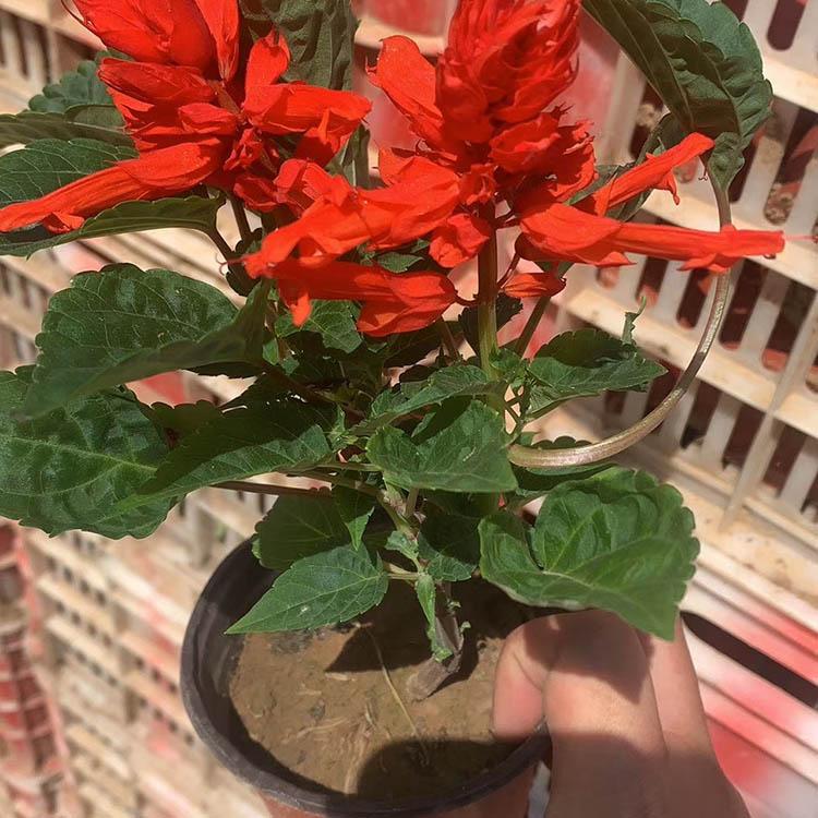 青州一串红种植商 一串红报价