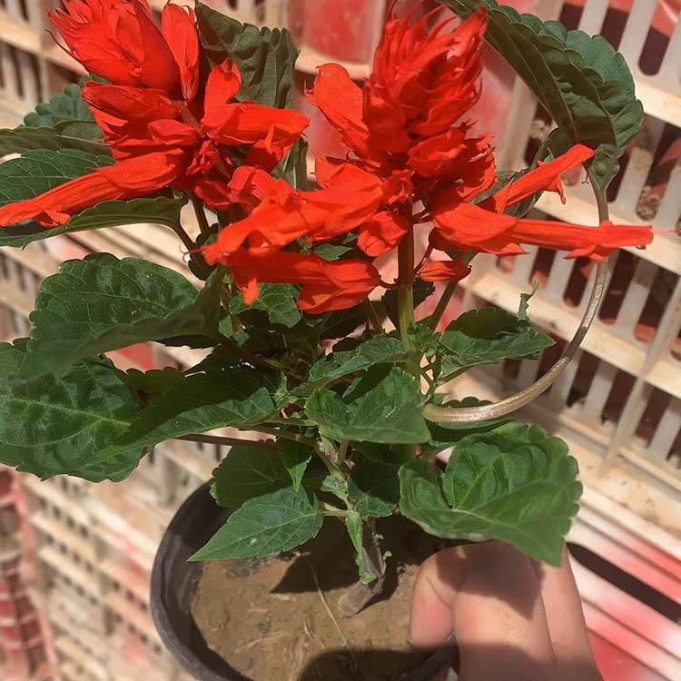 盆栽一串红 基地种植一串红 映雪花卉基地直销观赏花卉盆栽