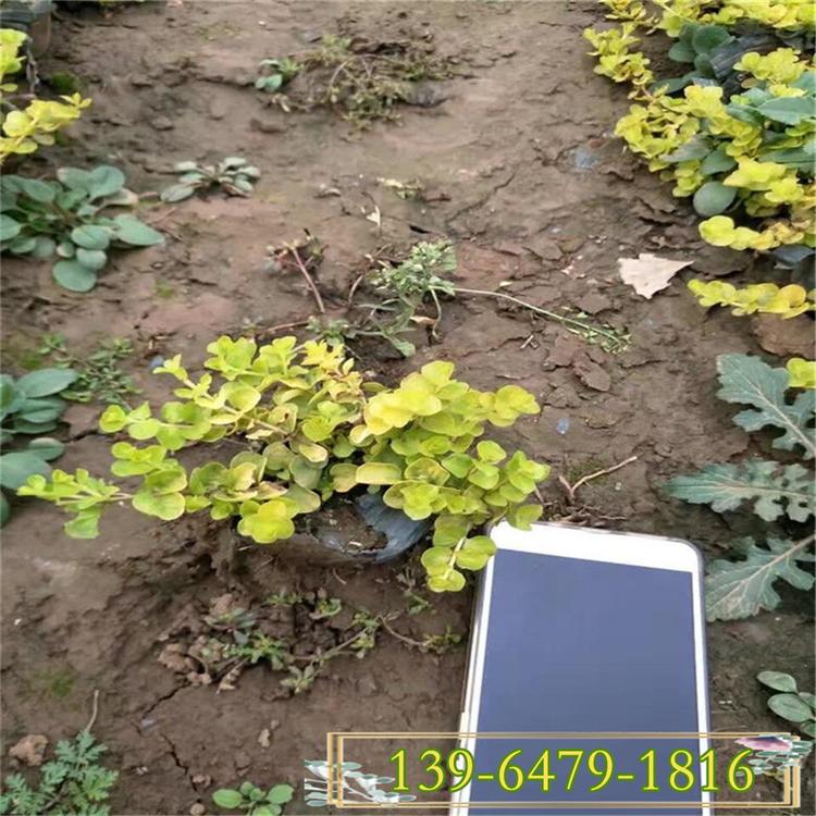 黄叶植物园林布局金叶过路黄 好品质金叶过路黄盆栽小苗