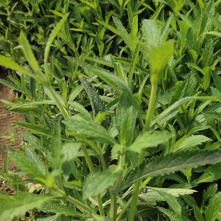 马鞭草批发销售 山东马鞭草种植基地 优良马鞭草出售