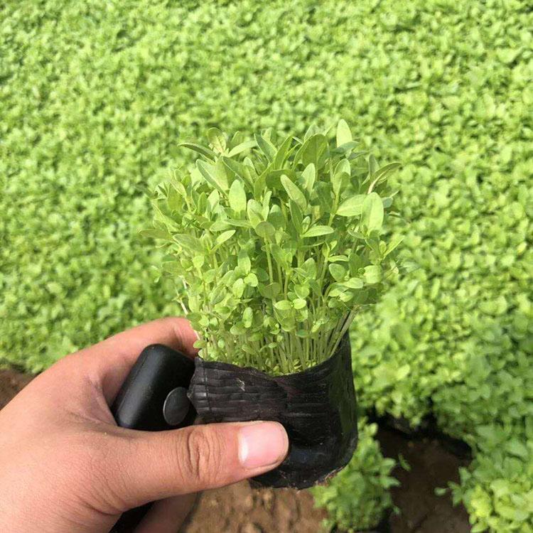 千屈菜小苗 种植千屈菜基地 嘉耀