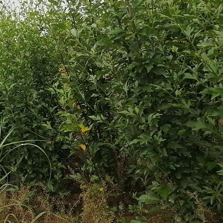 丛生木槿培育 欢迎来忠浩选购 绿化苗子丛生木槿