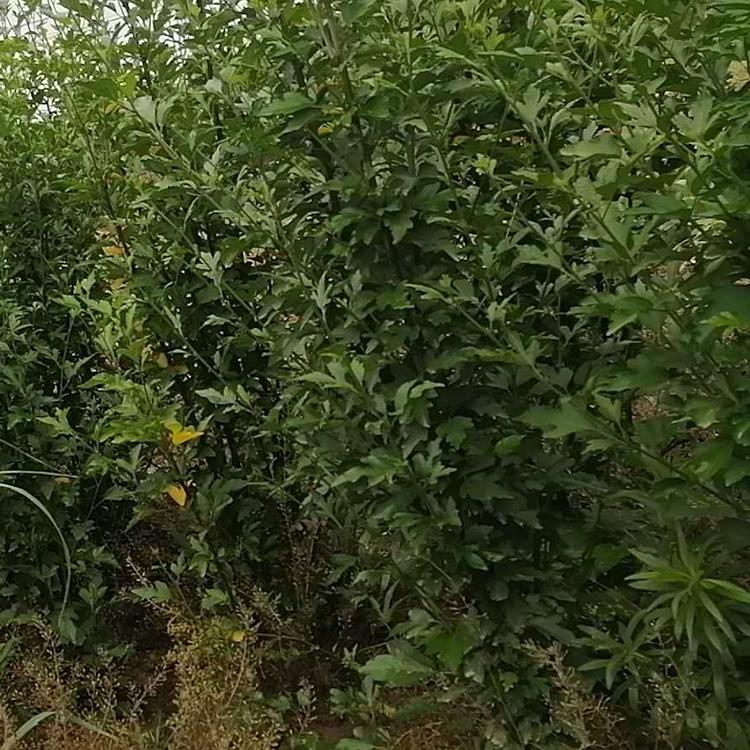 丛生木槿种植基地 欢迎选购  丛生木槿