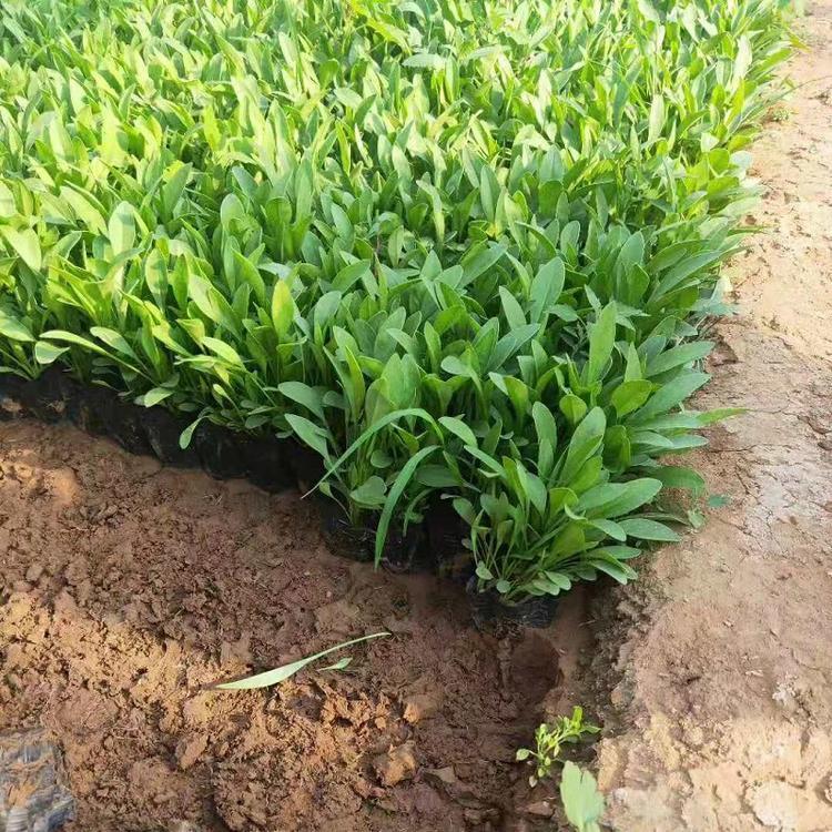 金鸡菊基地 金鸡菊批发价格 青州金鸡菊草花
