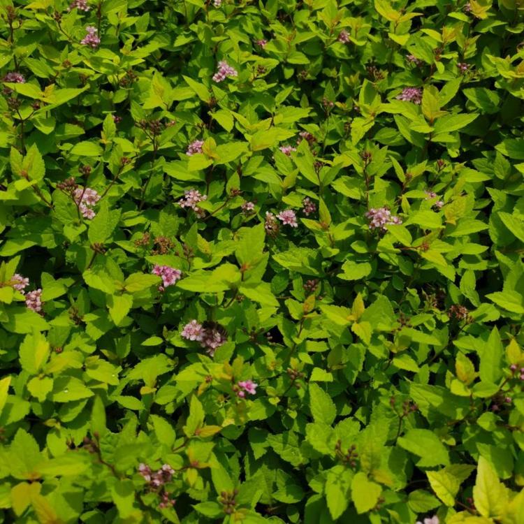 粉花绣线菊批发 火烧尖价格 绣线菊种植基地