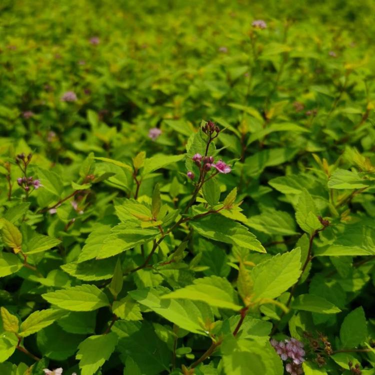 粉花绣线菊 绣线菊市场价 绣线菊种植售卖基地