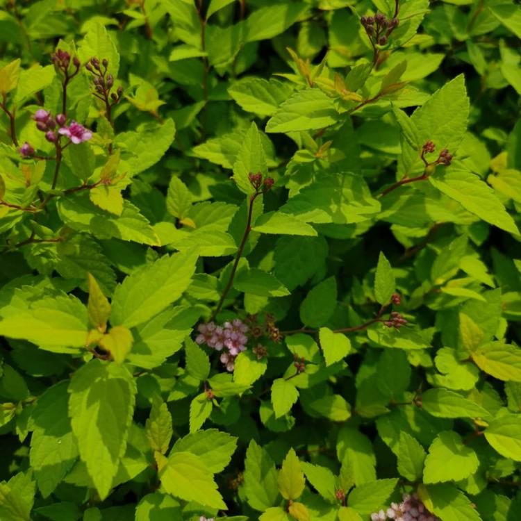 粉花绣线菊价格 绣线菊养殖批发 粉花绣线菊病虫害处理基地