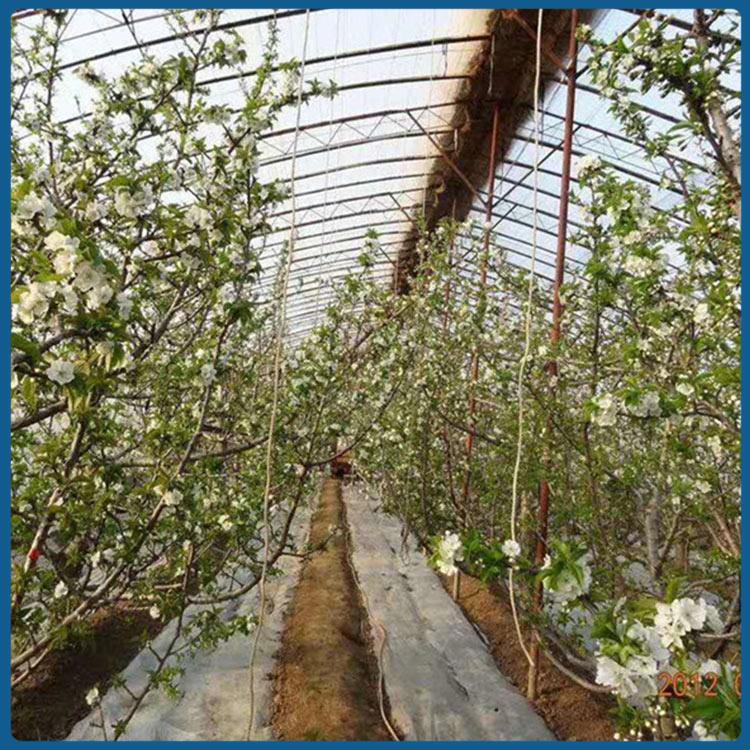 育苗种植大棚 鑫创温室 山东蔬菜种植大棚建造