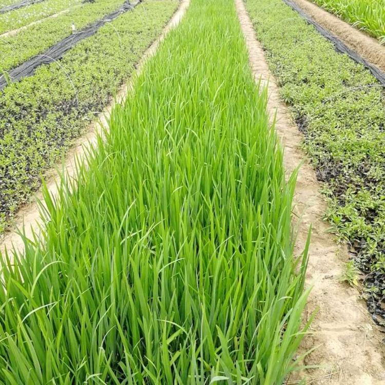 水生鸢尾价格 黄菖蒲价格 水生植物 小涵花卉