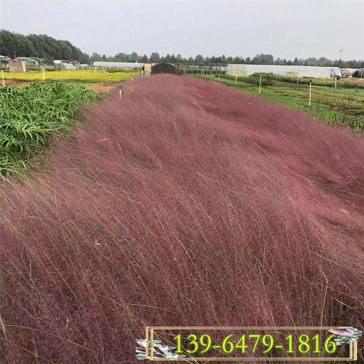 粉黛乱子草盆栽苗批发价格 抖音同款网红草观赏草