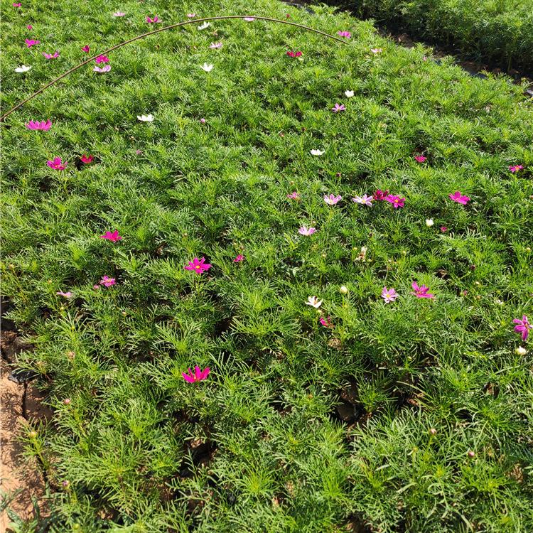格桑花  波斯菊基地  花海用波斯菊