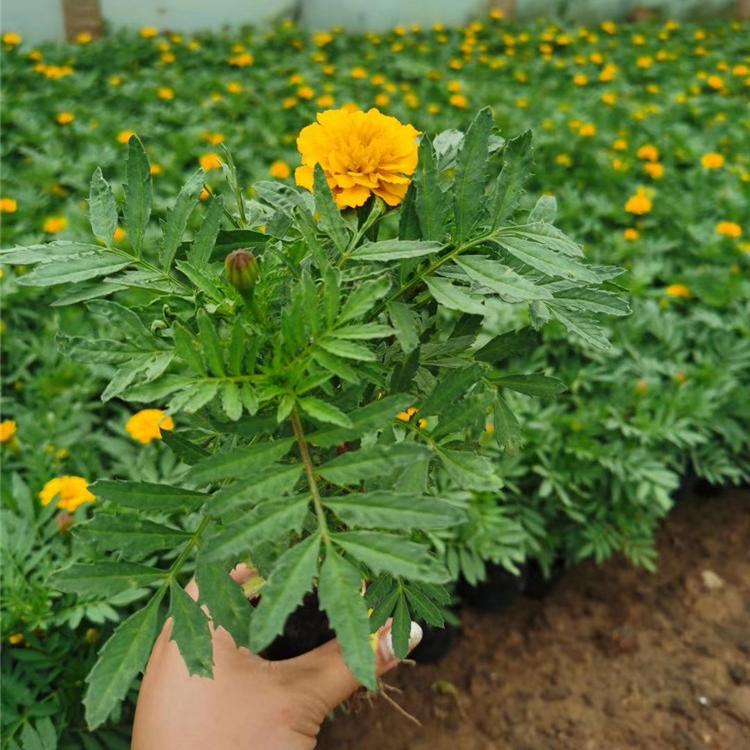 孔雀草  批发商 景观绿化租摆 成活率高 量大从优