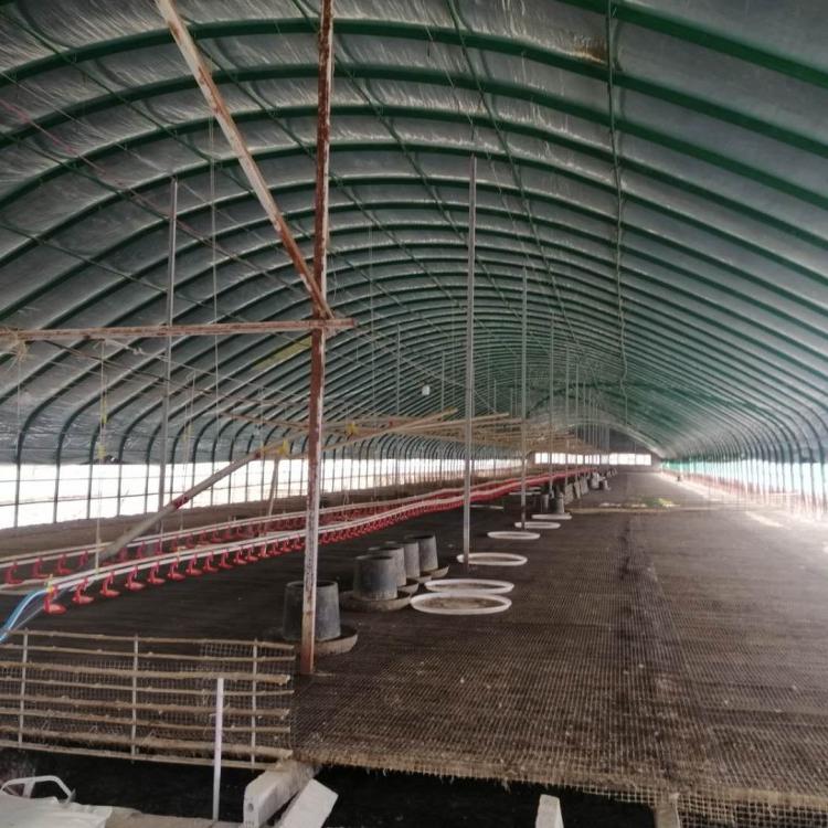 养殖大棚 山东 养鸡  养鸭大棚建设性价比高