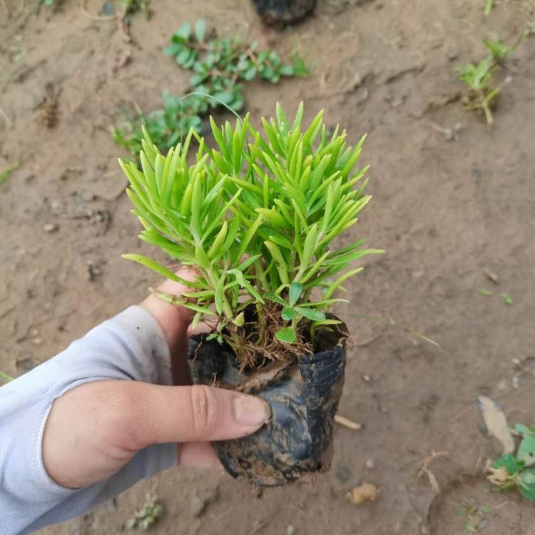 佛甲草 绿叶佛甲草  红叶佛甲草 宿根地被 青州草花  雅林花卉