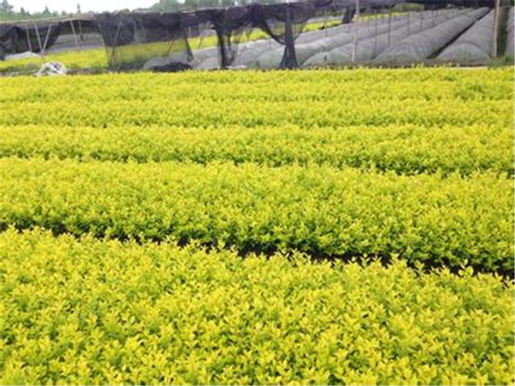 金叶女贞种植基地 多分枝金叶女贞 金叶女贞批发商