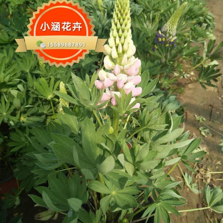鲁冰花价格羽扇豆价格小涵花卉