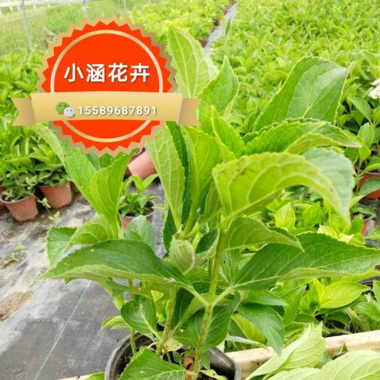 木绣球价格 八仙花价格 小涵花卉