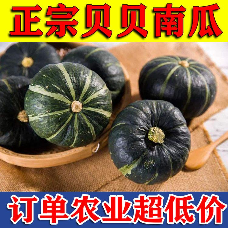 贝贝南瓜 电商一件代发 日本真贝贝南瓜种植基地 惠和一号