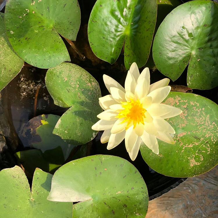 睡莲质优价廉 观花睡莲 睡莲报价