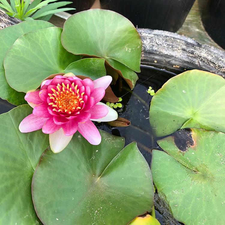 睡莲大量现货供应 多花色睡莲 睡莲培育