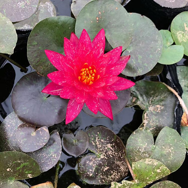 睡莲基地优惠直发 水生植物睡莲 睡莲培育