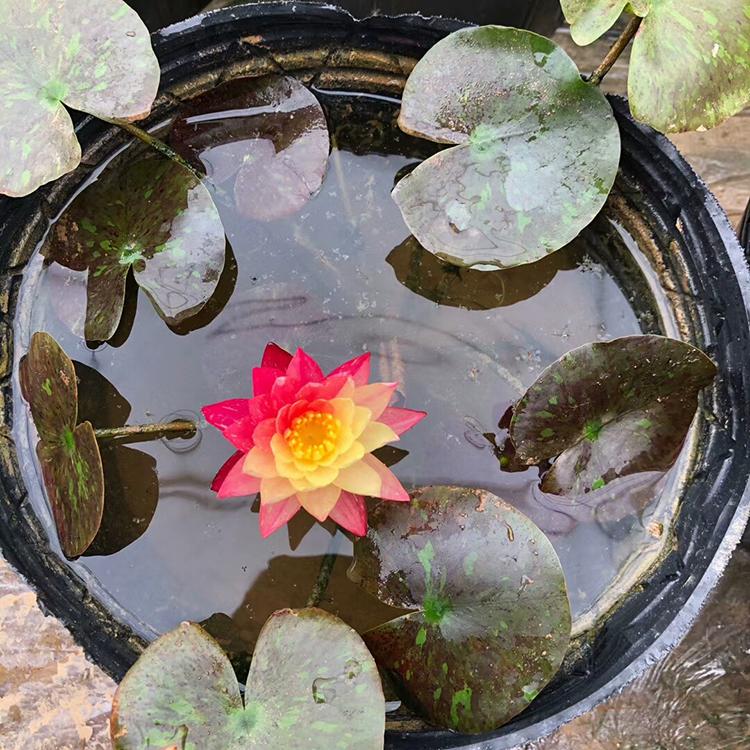 睡莲大量现货供应 观花睡莲 睡莲批发商