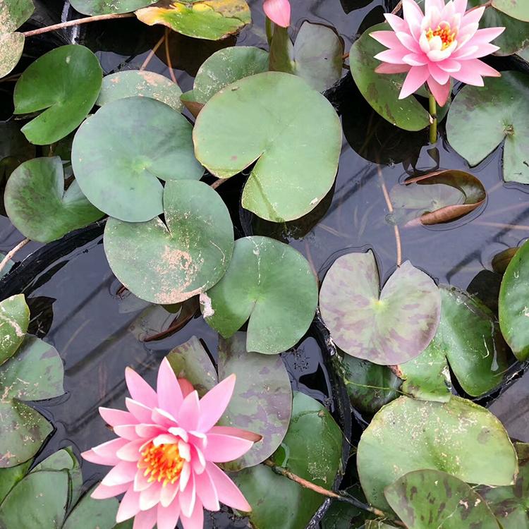 睡莲苗圃直销 观花睡莲 睡莲价格