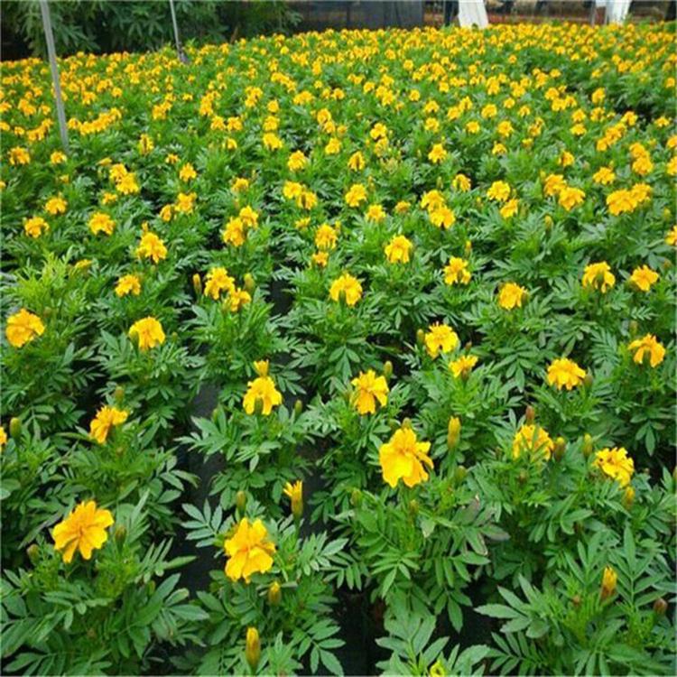 孔雀草杯苗 孔雀草工程美化 常年批发