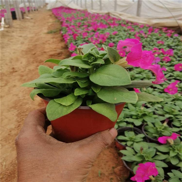 矮牵牛量大从优 矮牵牛四季草花 大量批发