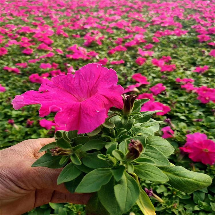 矮牵牛营养杯苗 矮牵牛绿化苗木 厂家直销