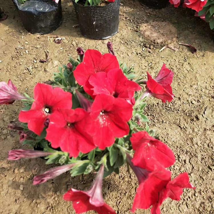 保质保量 垂吊牵牛批发 山东垂吊牵牛基地