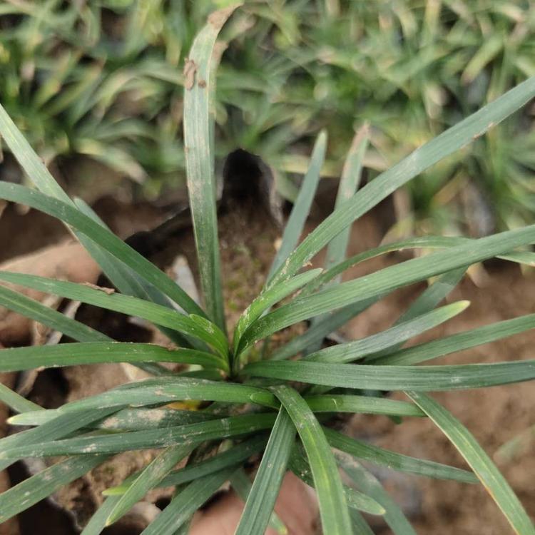 矮麦冬 玉龙草基地 矮麦冬价格 绿化用苗矮麦冬大量供应