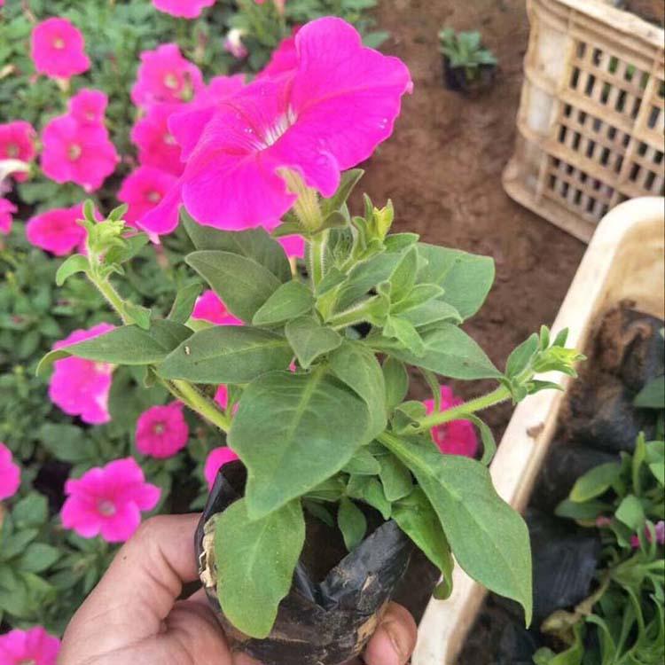 矮牵牛种植户直供 矮牵牛批发 河北租摆矮牵牛供应基地