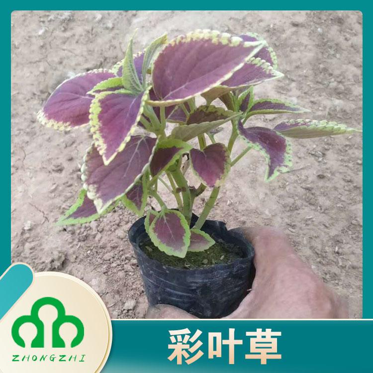 彩叶草 火焰 观叶植物 点缀 租摆 花卉造型 种植养护方法